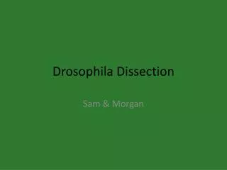 Drosophila Dissection