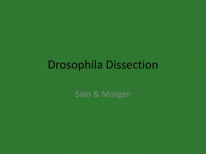 drosophila dissection