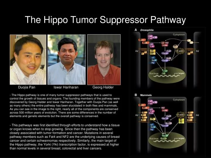 the hippo tumor suppressor pathway