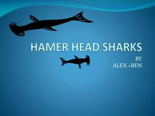 HAMER HEAD SHARKS