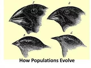 How Populations Evolve