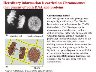 Chromosomes in cells.