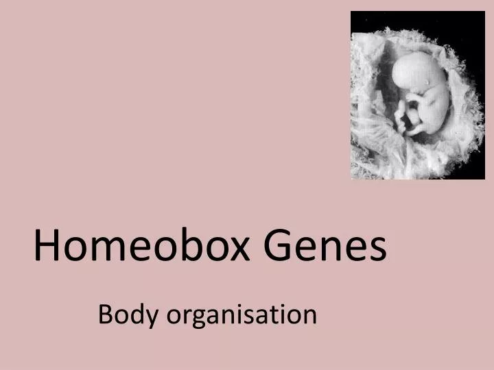 homeobox genes