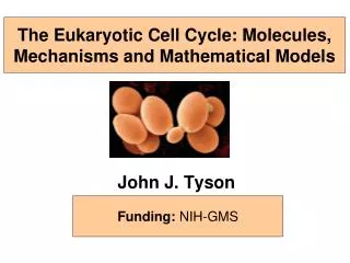 The Eukaryotic Cell Cycle: Molecules, Mechanisms and Mathematical Models