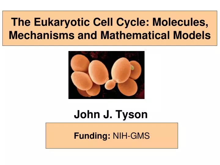 the eukaryotic cell cycle molecules mechanisms and mathematical models