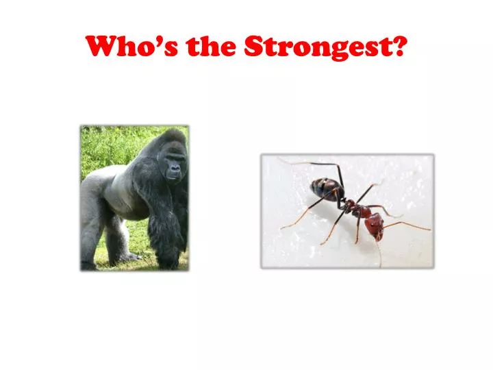 who s the strongest