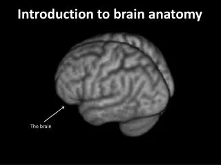 Introduction to brain anatomy