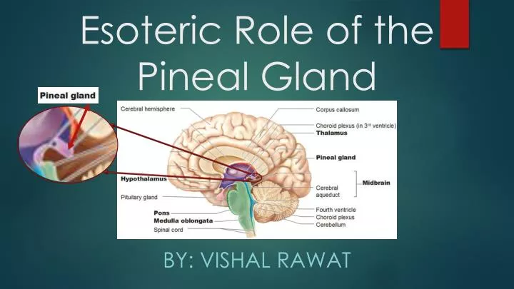esoteric role of the pineal gland
