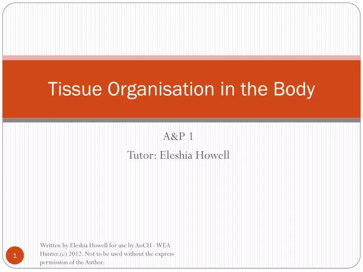 tissue organisation in the body
