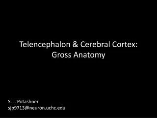 Telencephalon &amp; Cerebral Cortex: Gross Anatomy