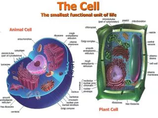The Cell The smallest functional unit of life