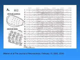 Meeren et al The Journal of Neuroscience, February 15, 2002, 22(4):
