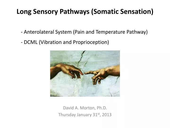 long sensory pathways somatic sensation