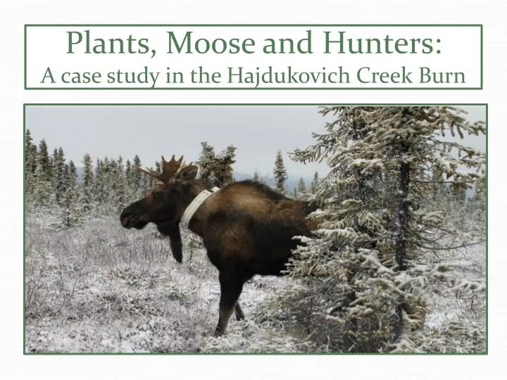 plants moose and hunters a case study in the hajdukovich creek burn