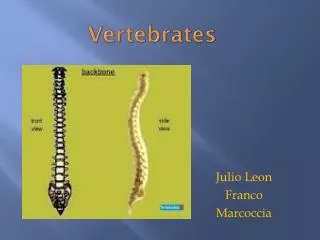 Vertebrates