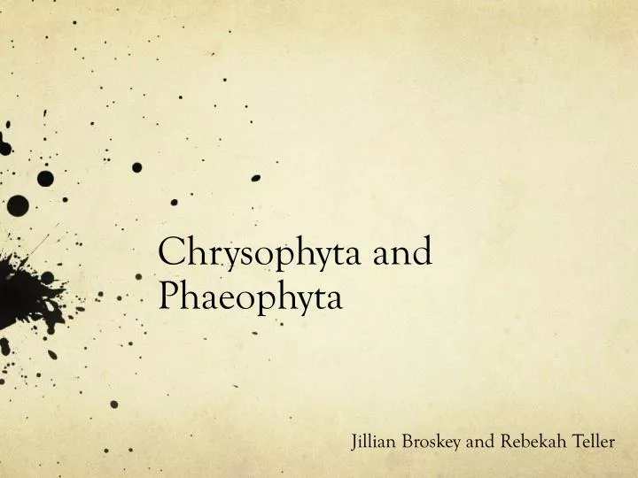 chrysophyta and phaeophyta