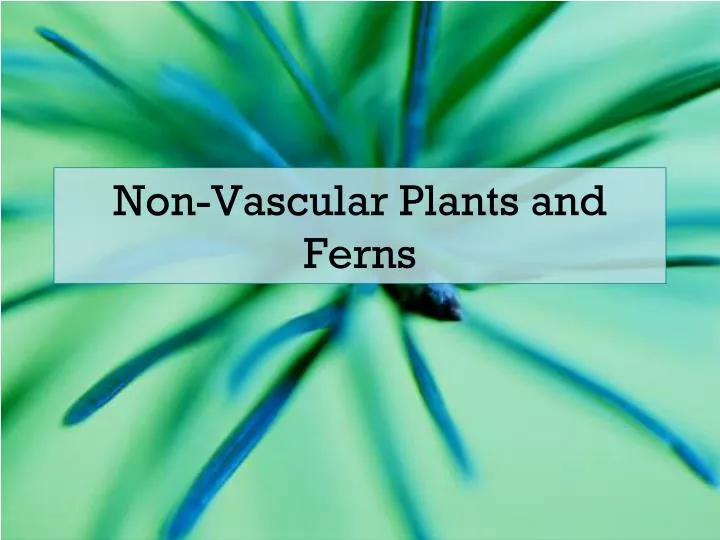 non vascular plants and ferns