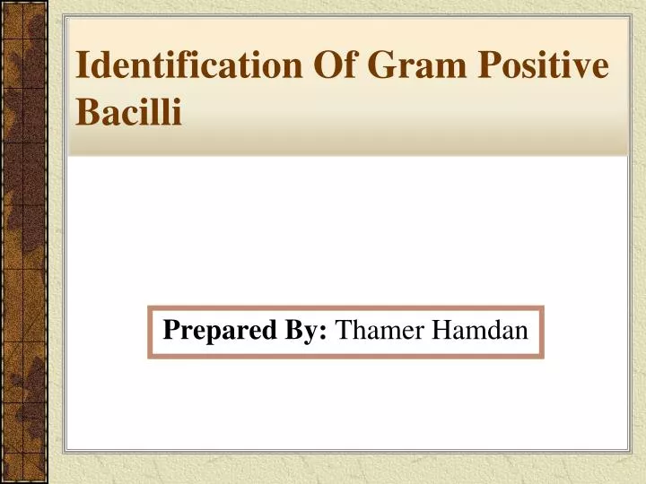 identification of gram positive bacilli