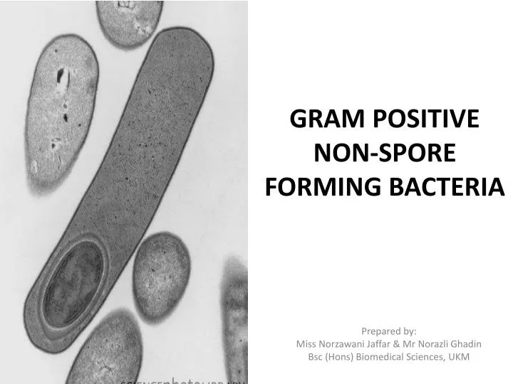gram positive non spore forming bacteria
