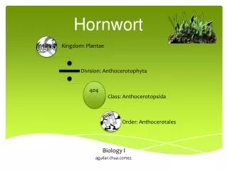 Hornwort