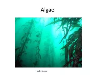 Algae