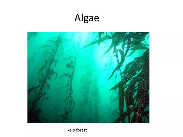 algae