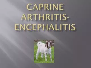 CAPRINE ARTHRITIS-ENCEPHALITIS