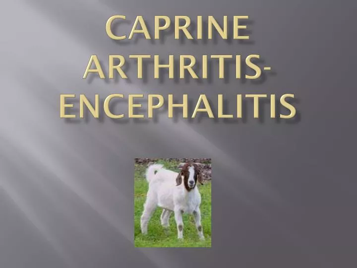 caprine arthritis encephalitis