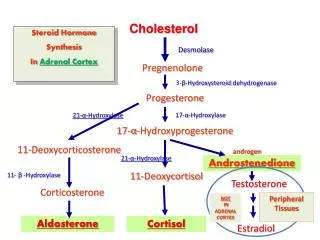 Steroid Hormone Synthesis In Adrenal Cortex