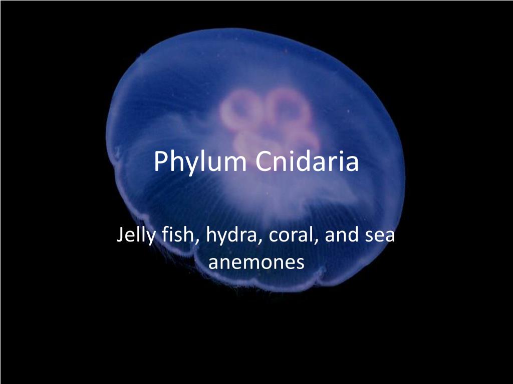 PPT - Phylum Cnidaria PowerPoint Presentation, free download - ID:2130671