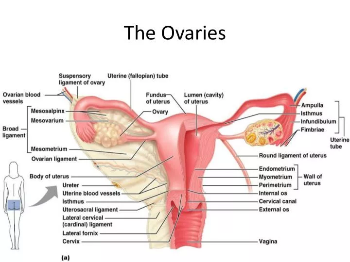 the ovaries