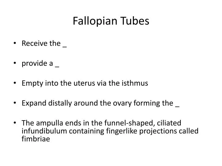 fallopian tubes
