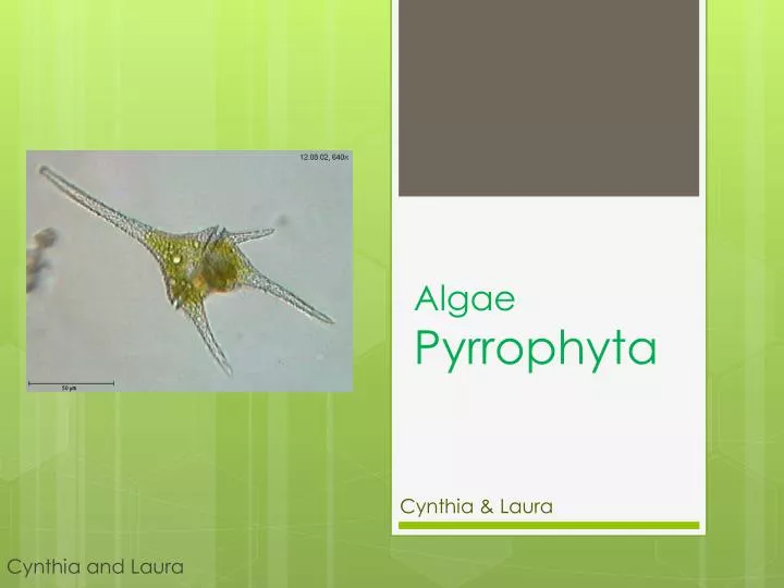 algae pyrrophyta