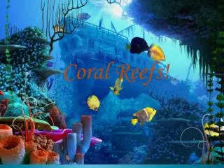 Coral Reefs!