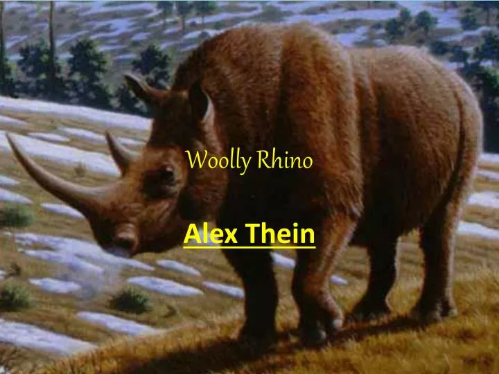 woolly rhino