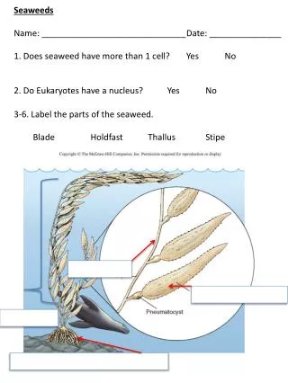 3-6. Label the parts of the seaweed. 	Blade		Holdfast		 Thallus Stipe