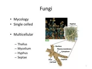 Fungi