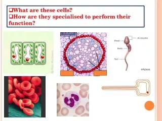 What are these cells? How are they specialised to perform their function?