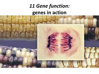 11 Gene function: genes in action