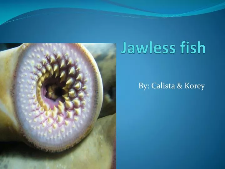 jawless fish