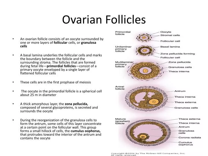 ovarian follicles