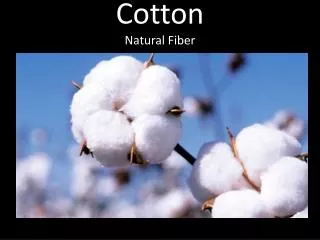 Cotton Natural Fiber