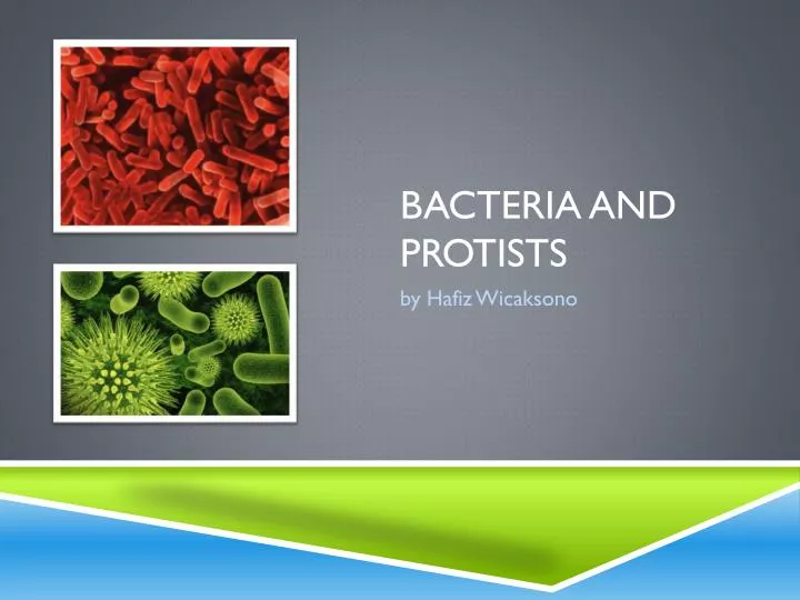 bacteria and protists