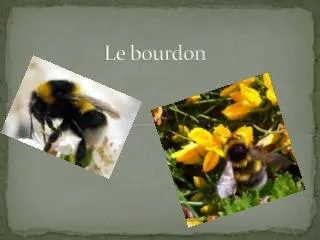le bourdon