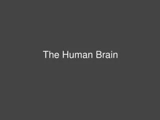 The Human Brain