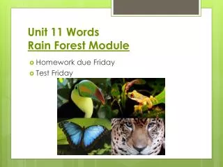 Unit 11 Words Rain Forest Module