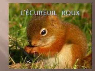 l cureuil roux