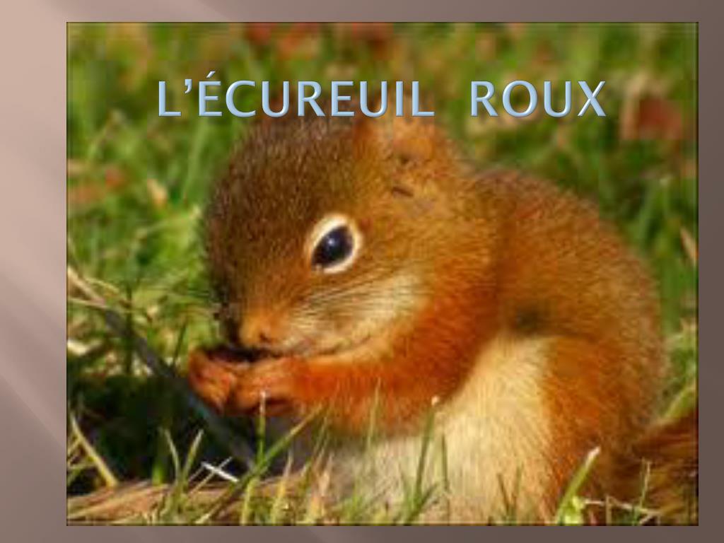 PPT - L’écureuil roux PowerPoint Presentation, free download - ID:2132116