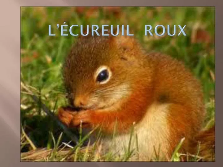 l cureuil roux