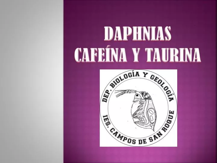 daphnias cafe na y taurina
